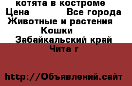 котята в костроме › Цена ­ 2 000 - Все города Животные и растения » Кошки   . Забайкальский край,Чита г.